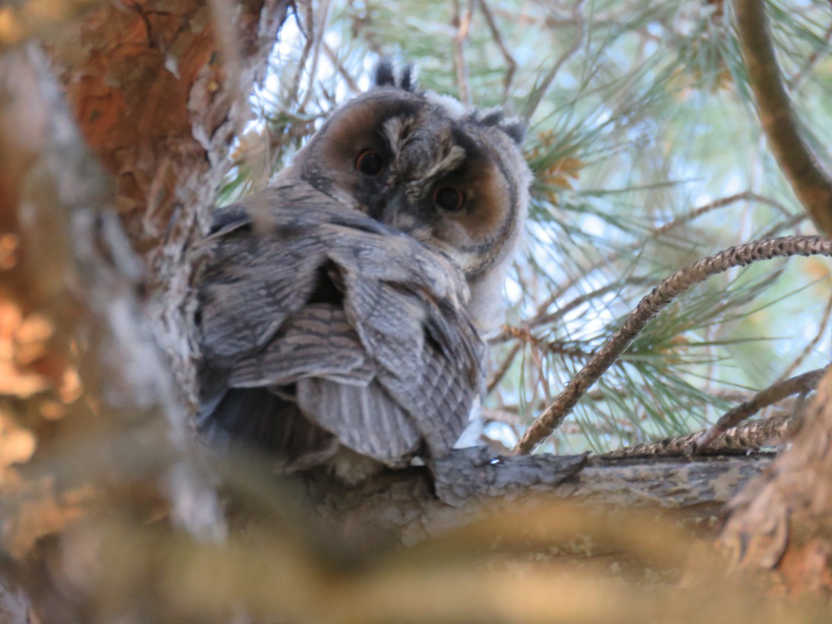 Long-eared Owl - ML618705541