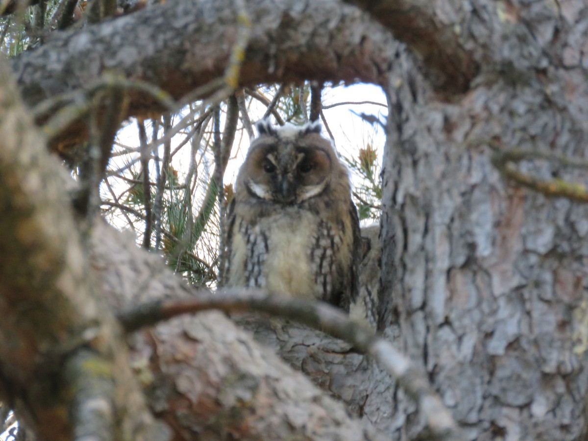 Long-eared Owl - ML618705542