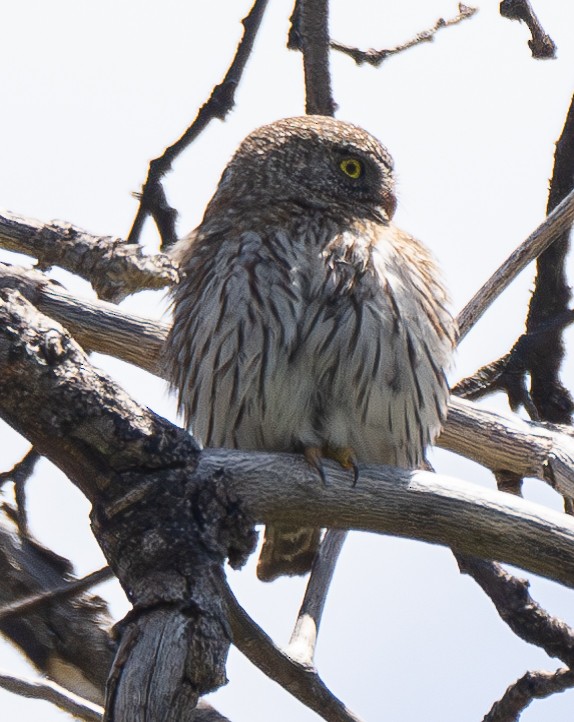 Northern Pygmy-Owl - ML618705568