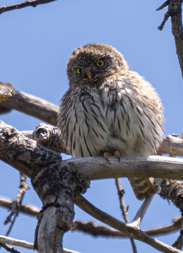 Northern Pygmy-Owl - ML618705579