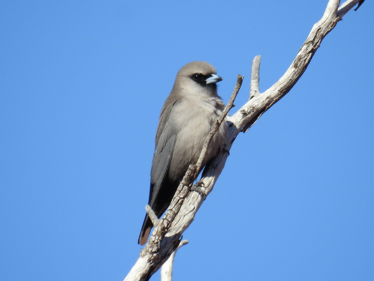 Black-faced Woodswallow (Black-vented) - ML618705601