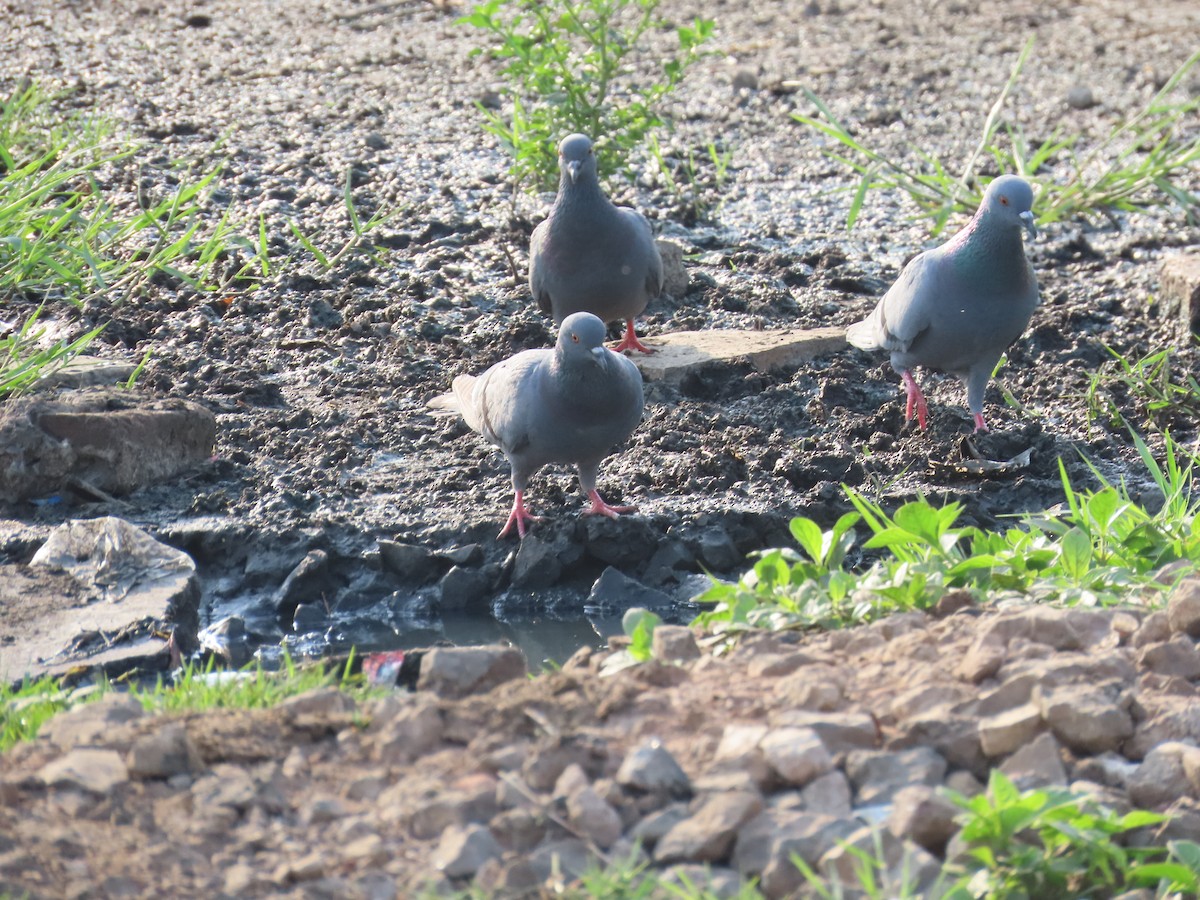 Rock Pigeon (Feral Pigeon) - ML618705709