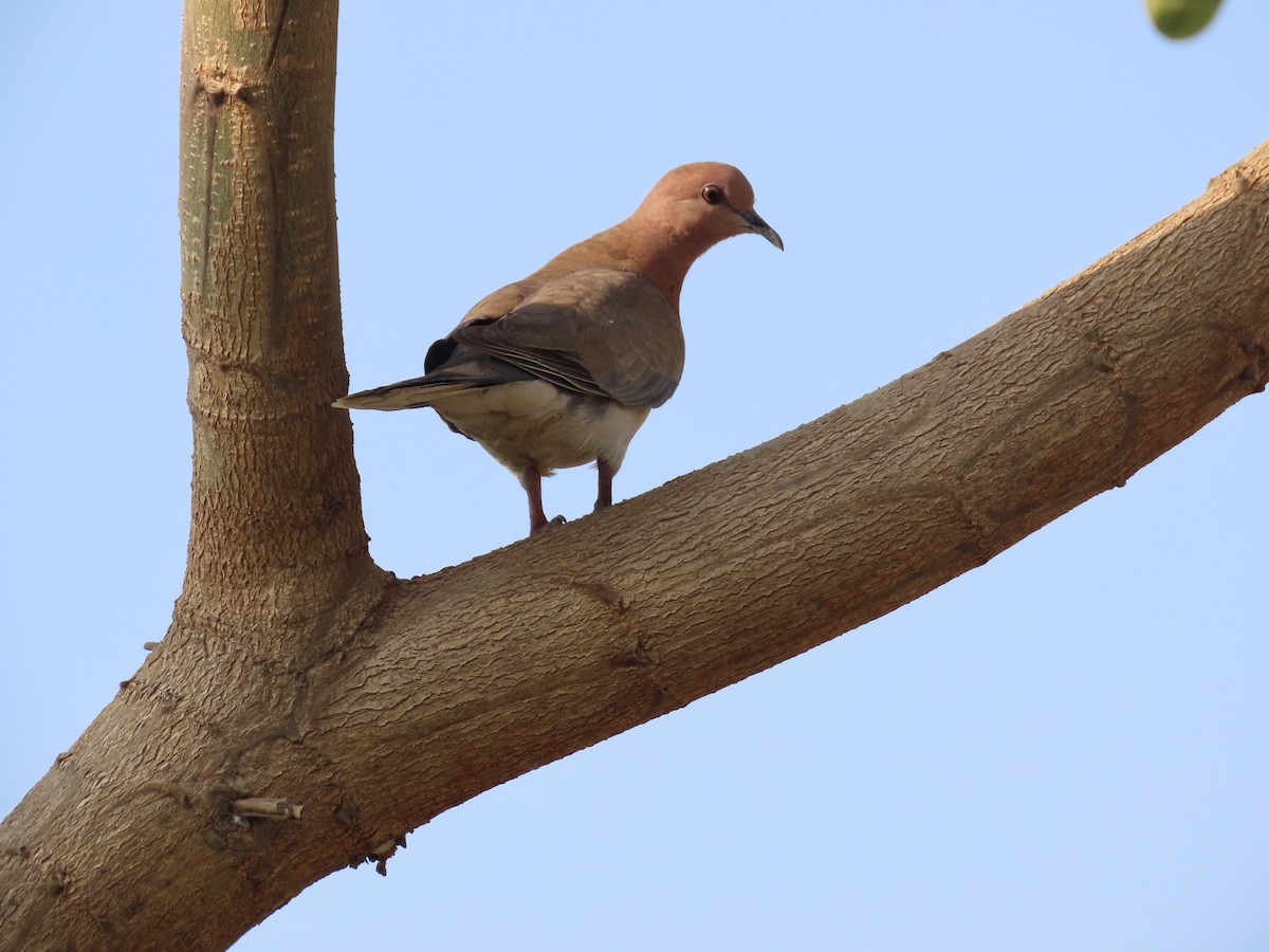 Laughing Dove - ML618705710