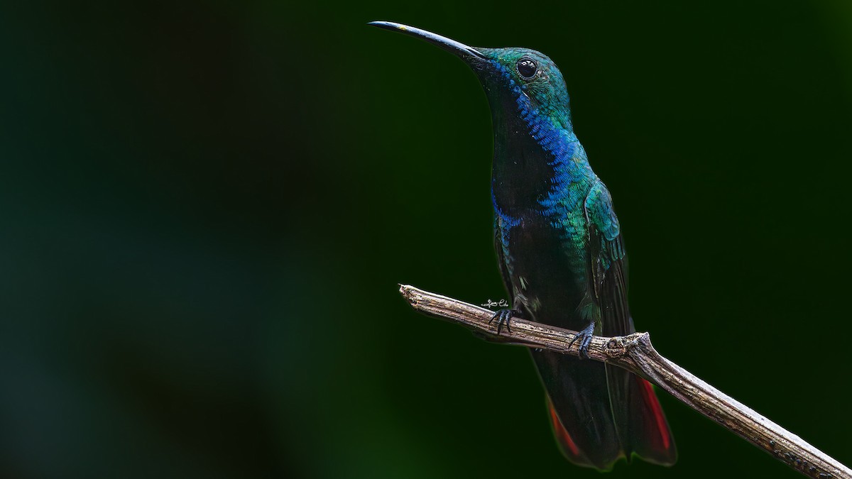 kolibřík tropický - ML618705727