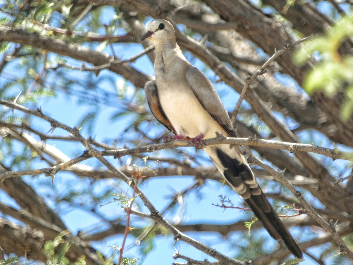 Namaqua Dove - ML618705768