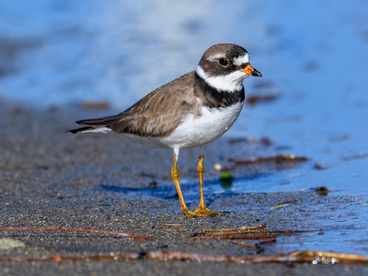Semipalmated Plover - ML618705797
