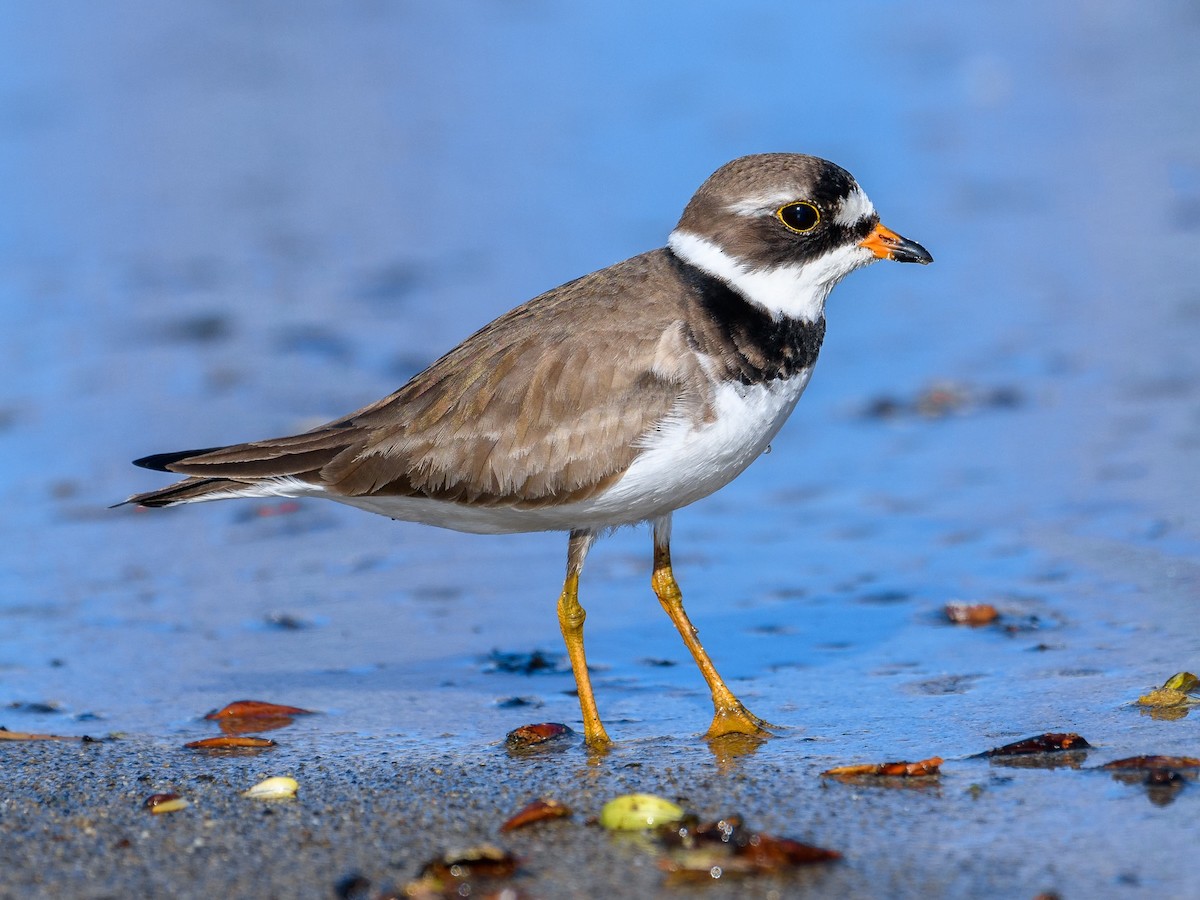 Semipalmated Plover - ML618705798