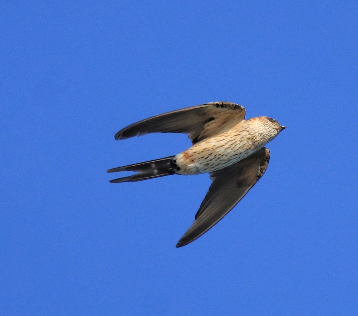 Red-rumped Swallow - ML618705842