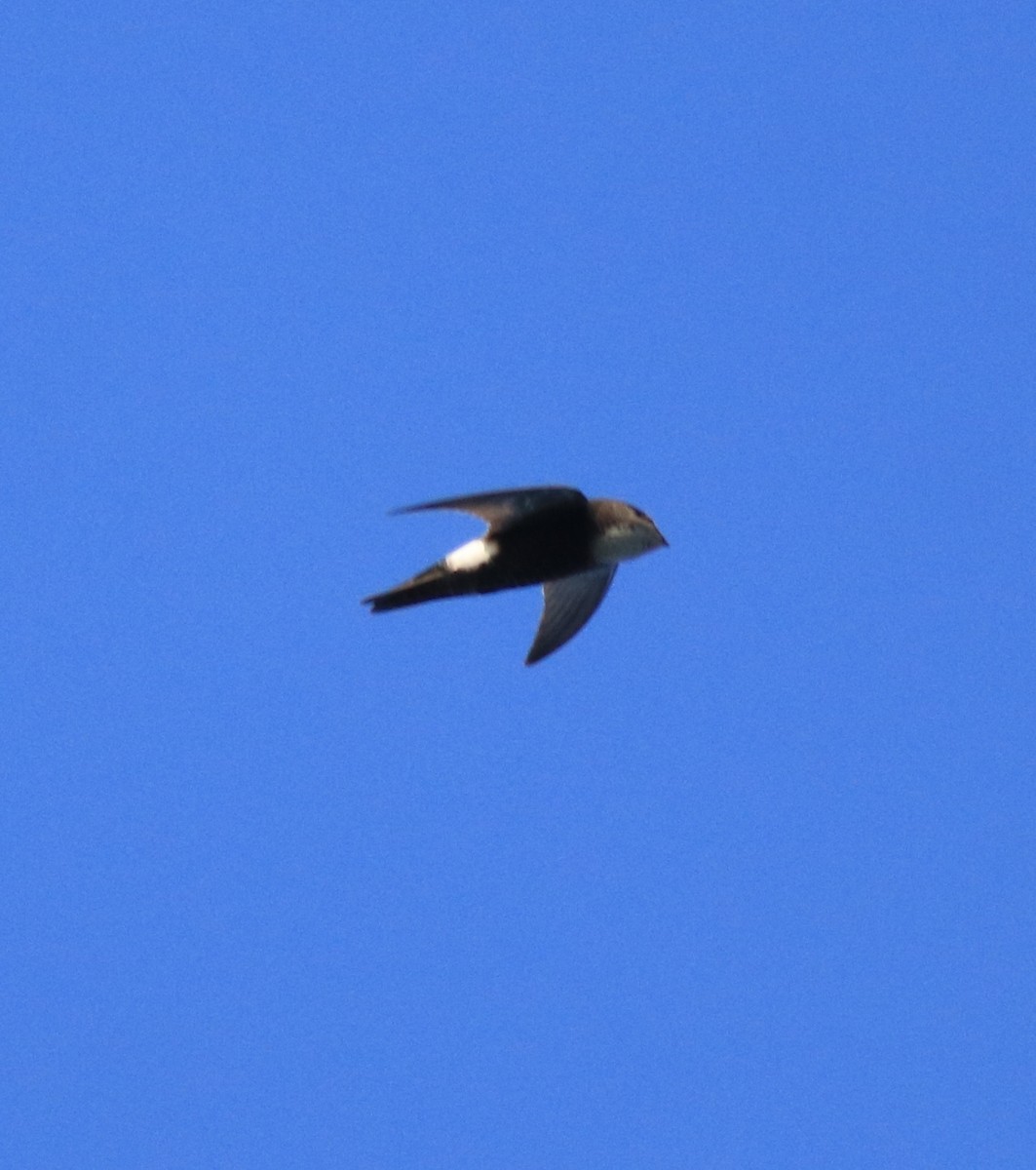 Red-rumped Swallow - ML618705843