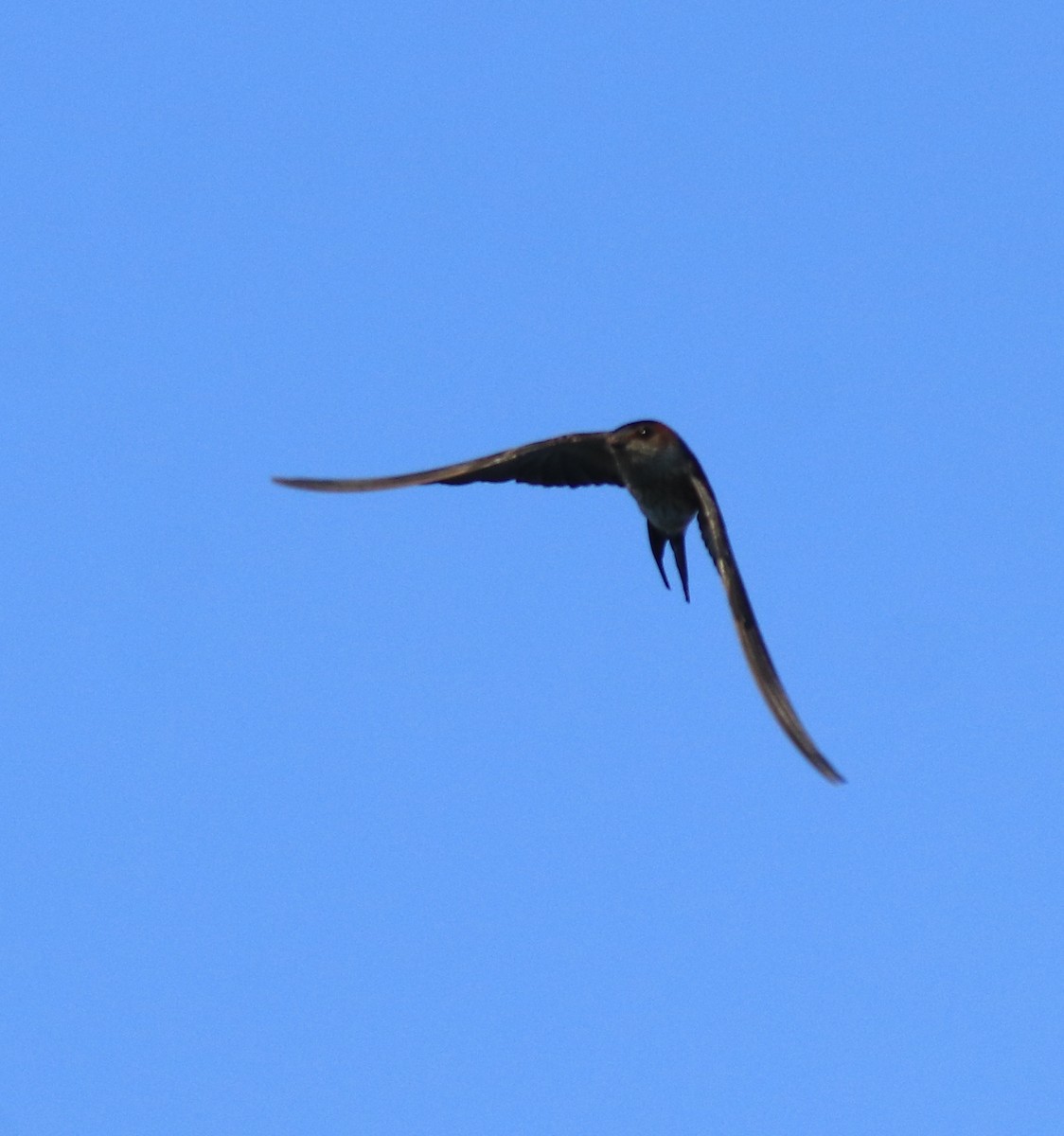 Red-rumped Swallow - ML618705844