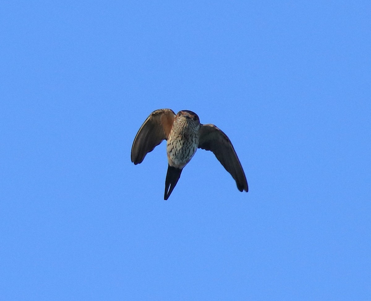 Red-rumped Swallow - ML618705845