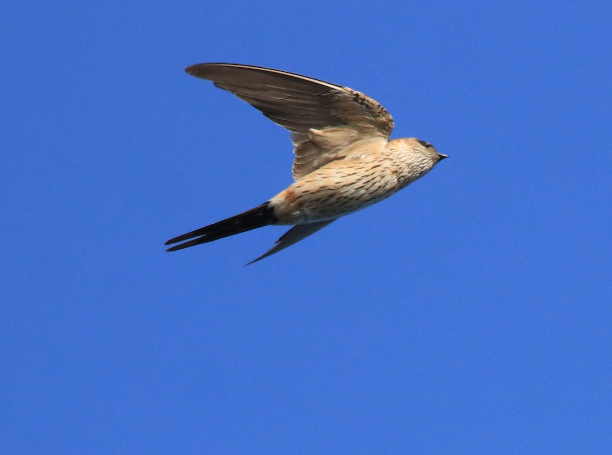 Red-rumped Swallow - ML618705846