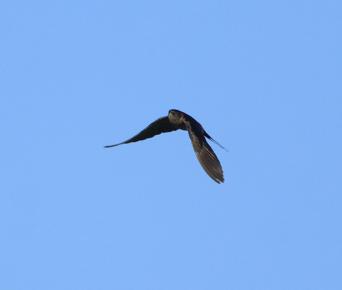 Red-rumped Swallow - ML618705847