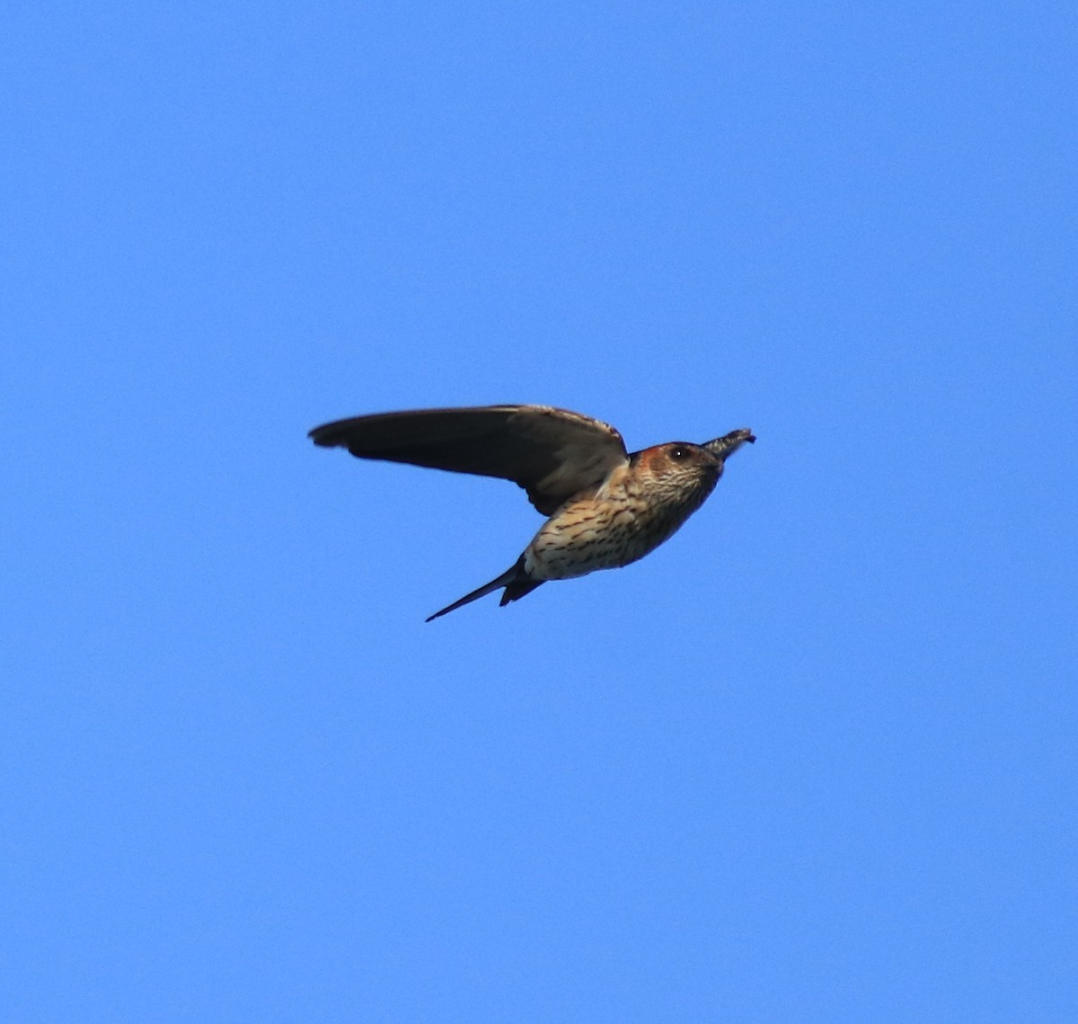 Red-rumped Swallow - ML618705848