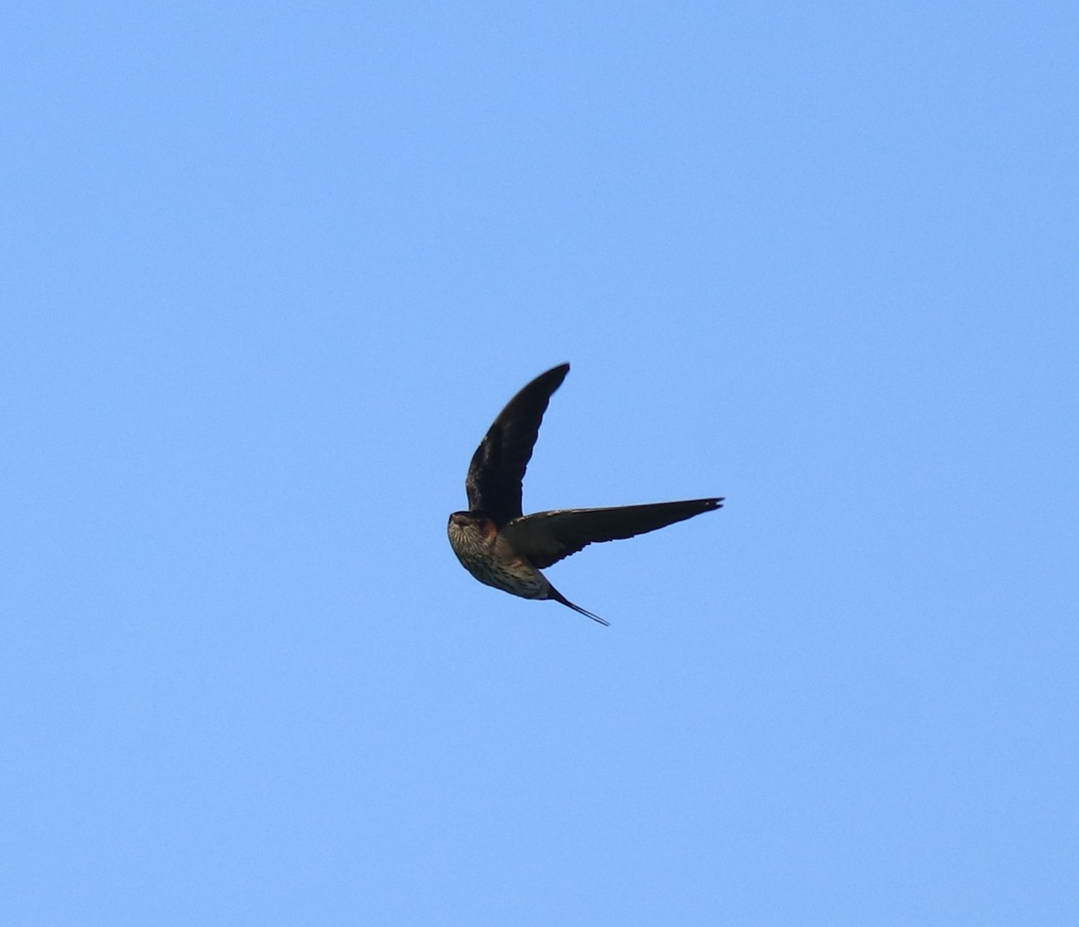 Red-rumped Swallow - ML618705849