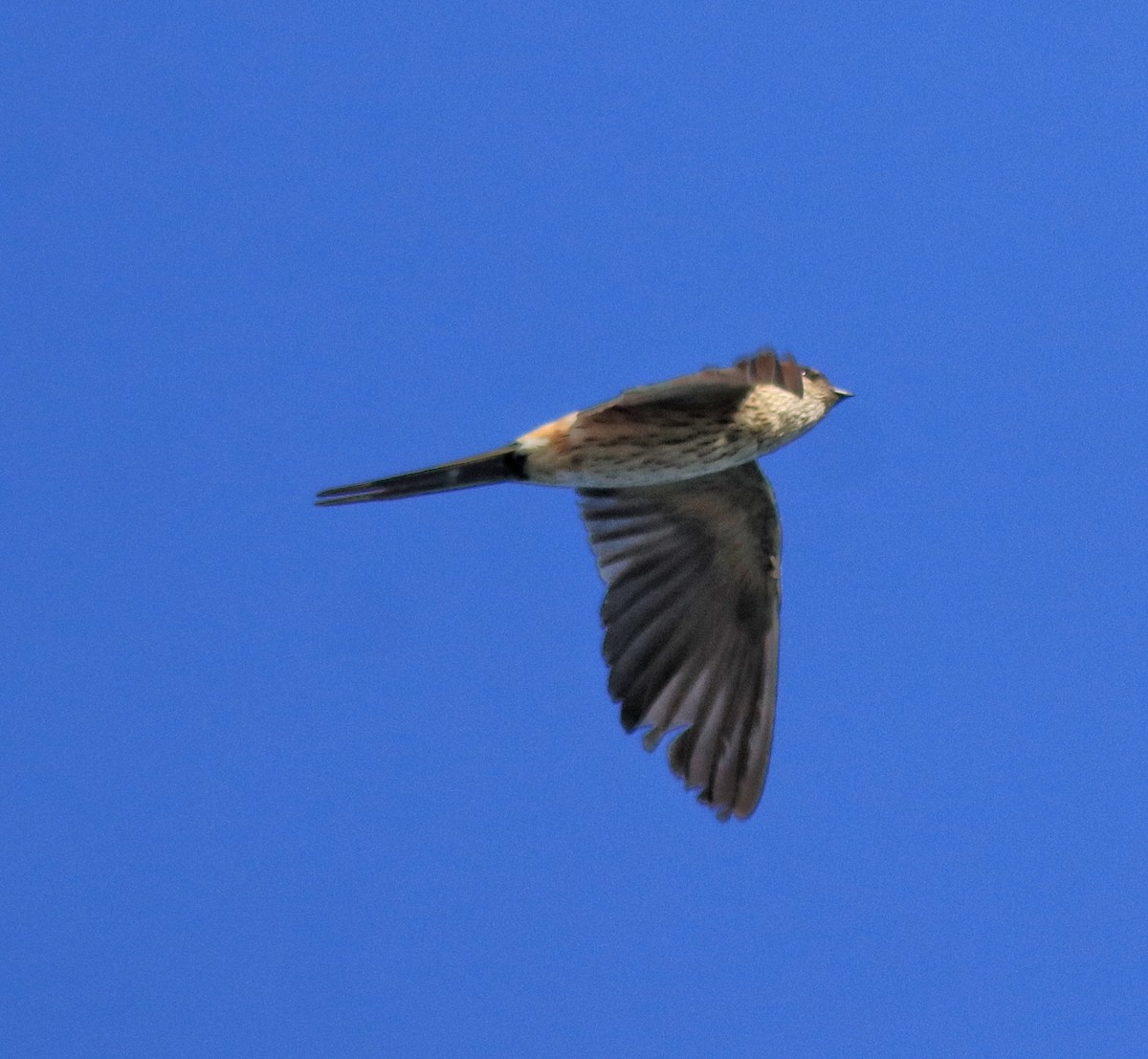 Red-rumped Swallow - ML618705850