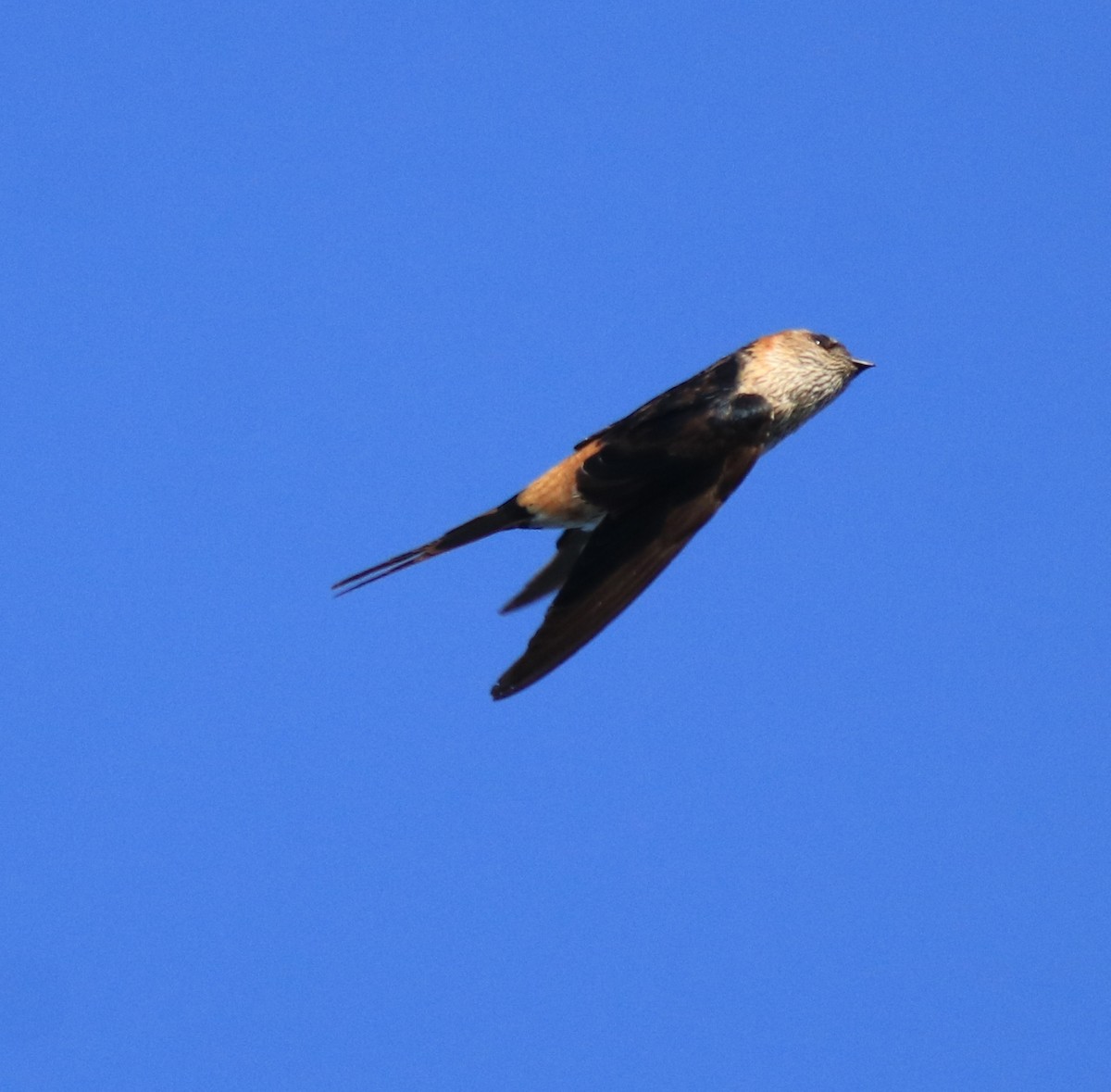 Red-rumped Swallow - ML618705851