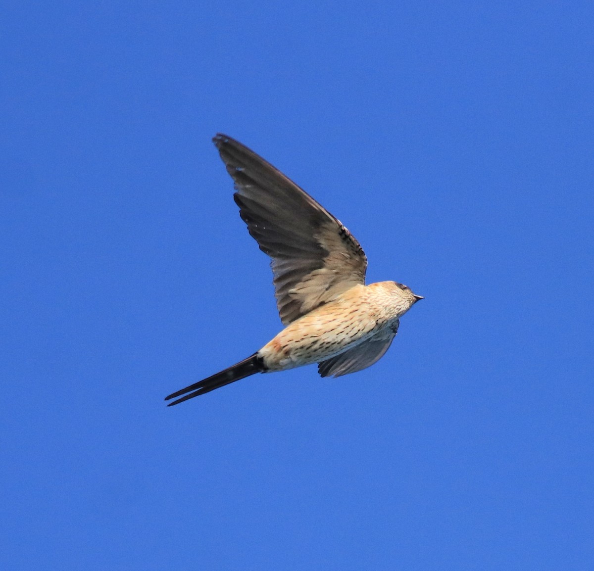 Red-rumped Swallow - ML618705852