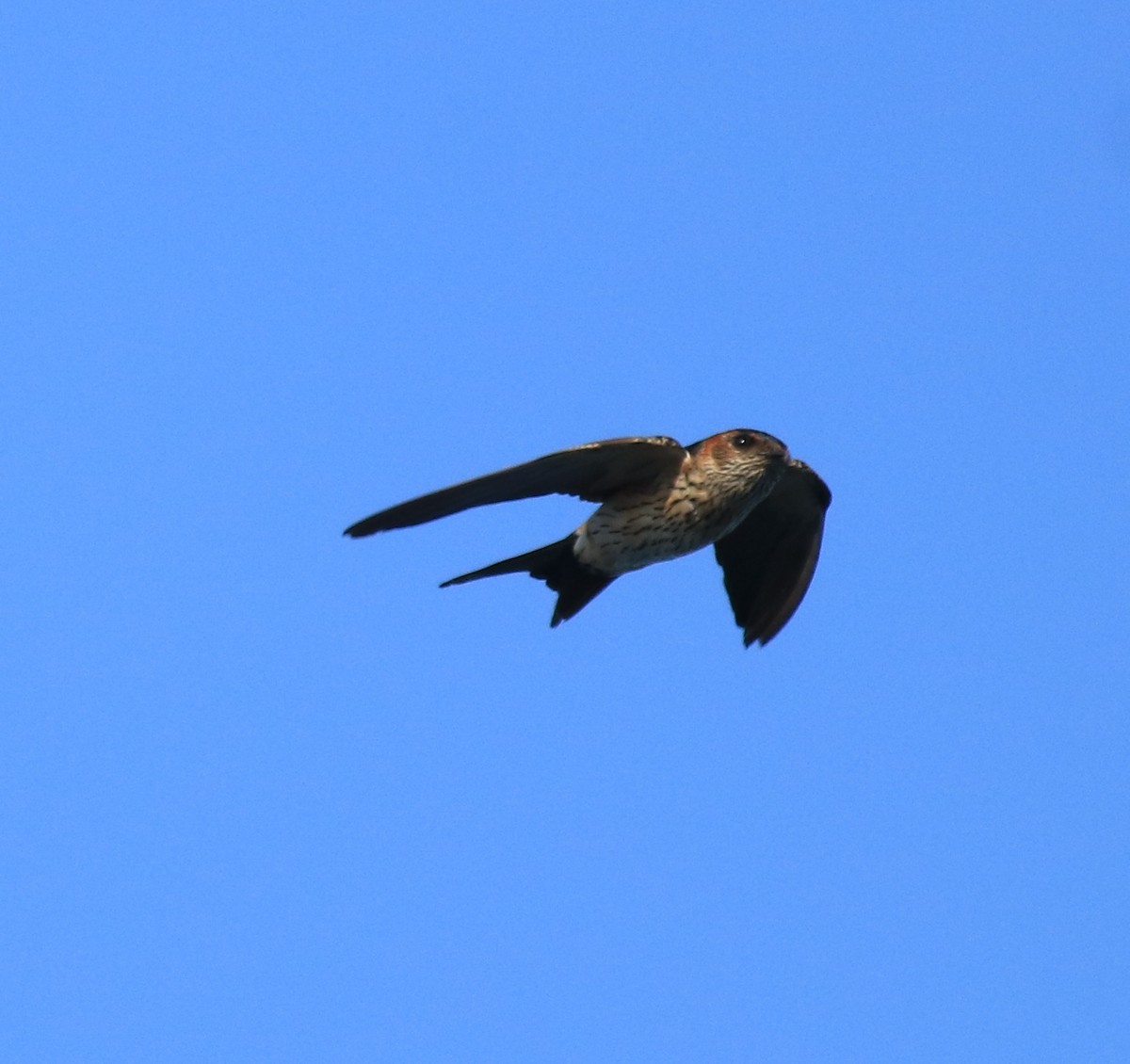 Red-rumped Swallow - ML618705853