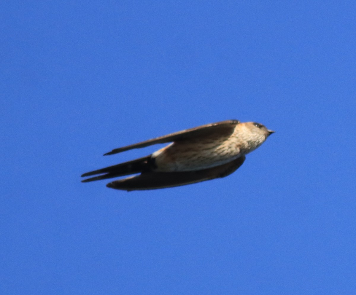 Red-rumped Swallow - ML618705854