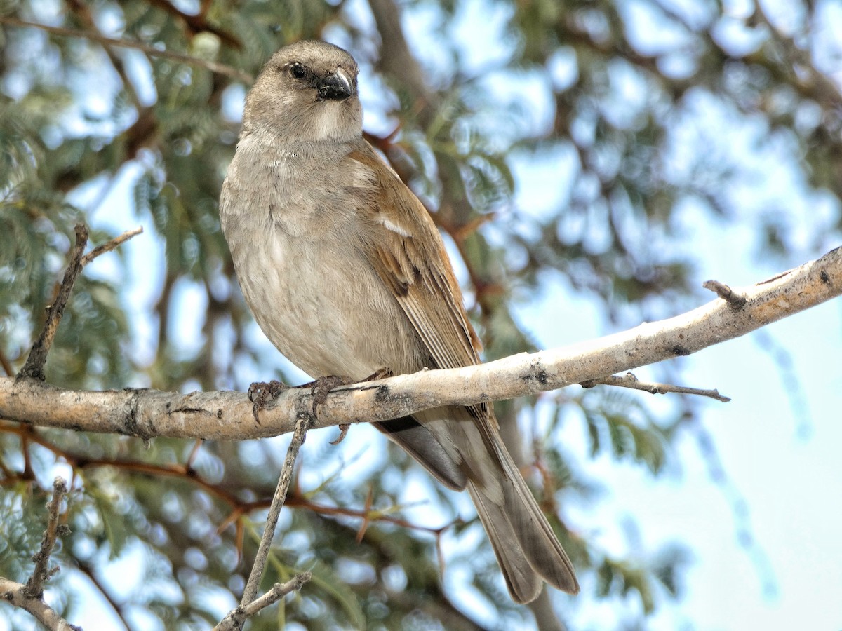Southern Gray-headed Sparrow - ML618705872