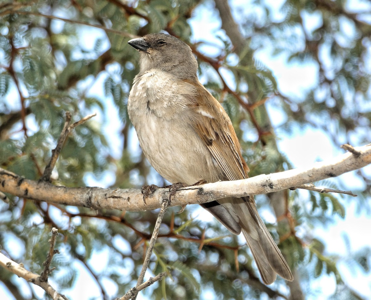 Southern Gray-headed Sparrow - ML618705873