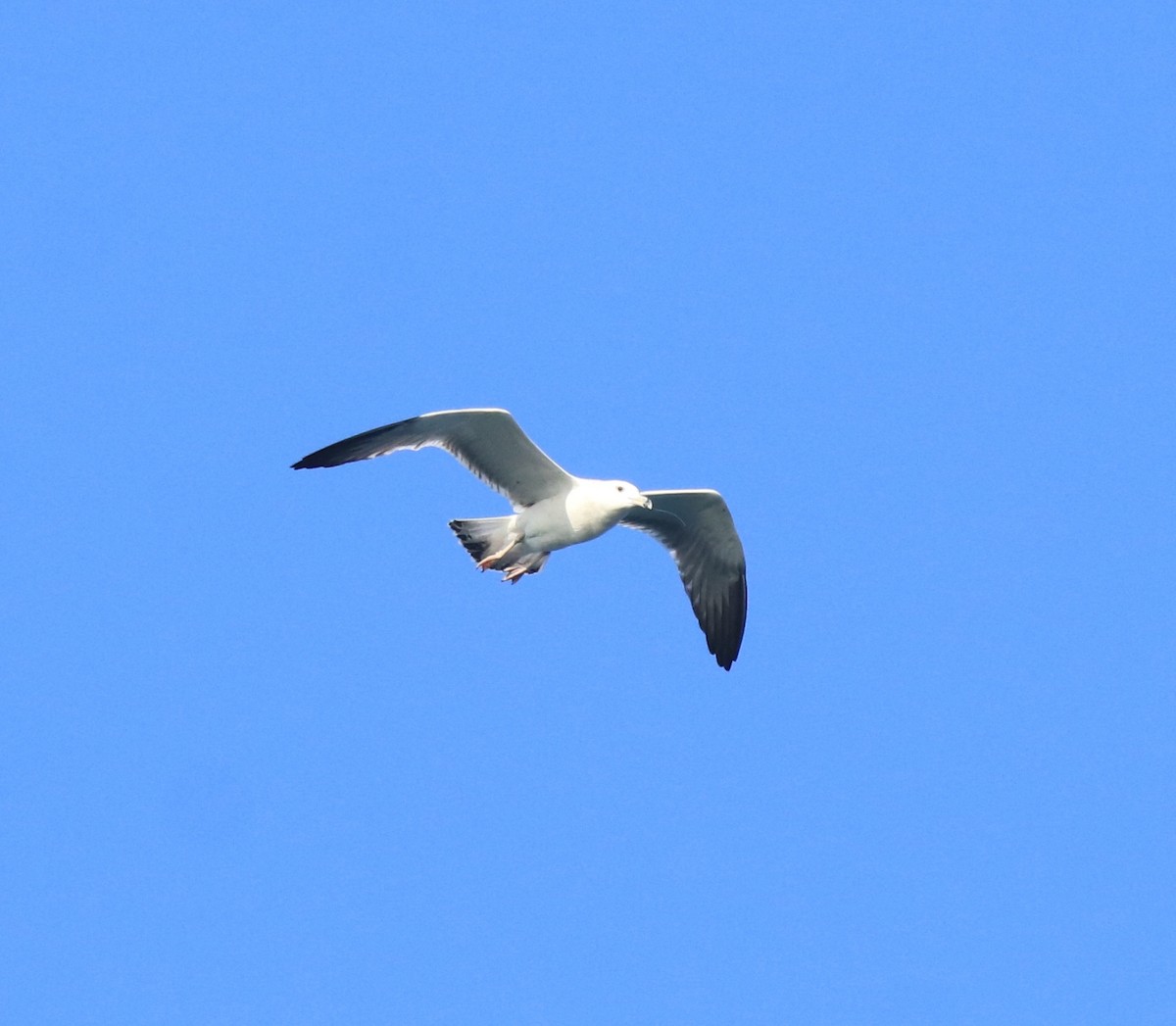 Lesser Black-backed Gull - Afsar Nayakkan