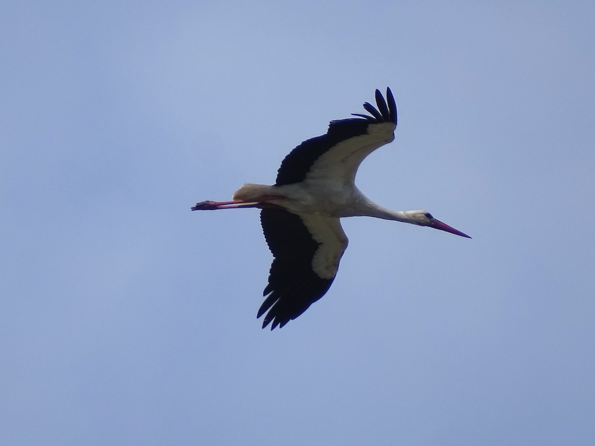 White Stork - ML618705893