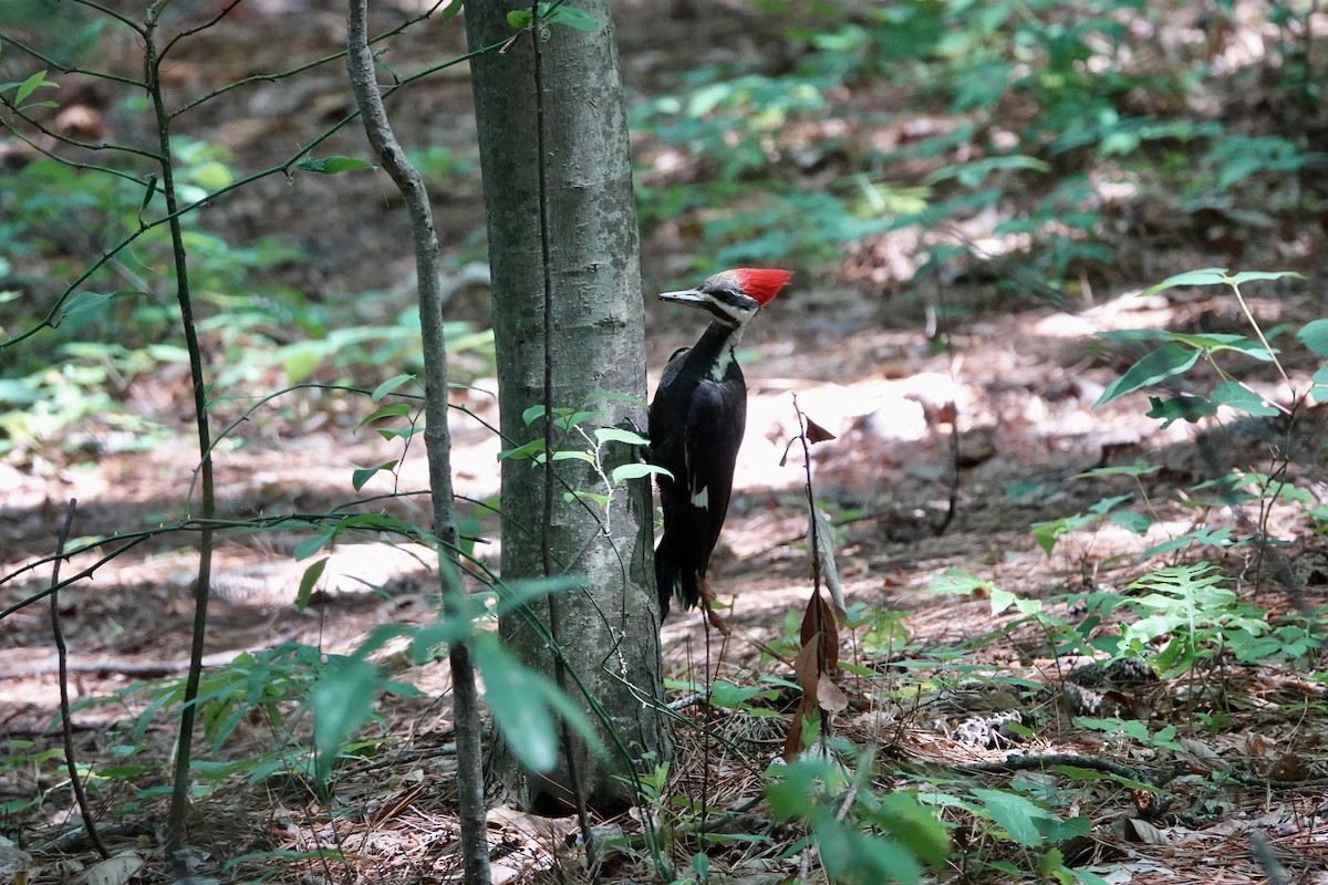 Pileated Woodpecker - ML618705897