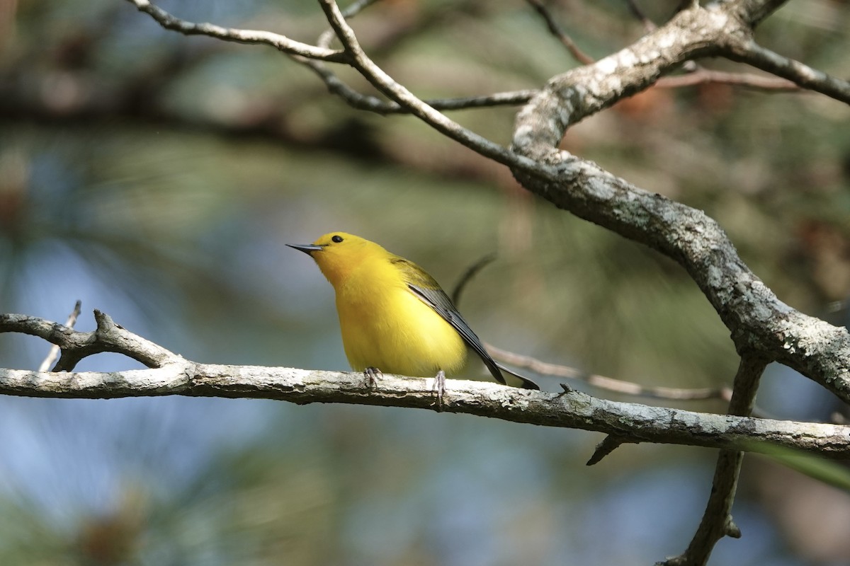 Prothonotary Warbler - June McDaniels