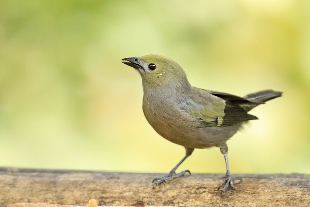 Palm Tanager - ML618705916