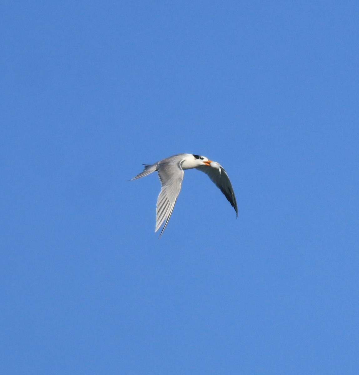 Lesser Crested Tern - ML618705923