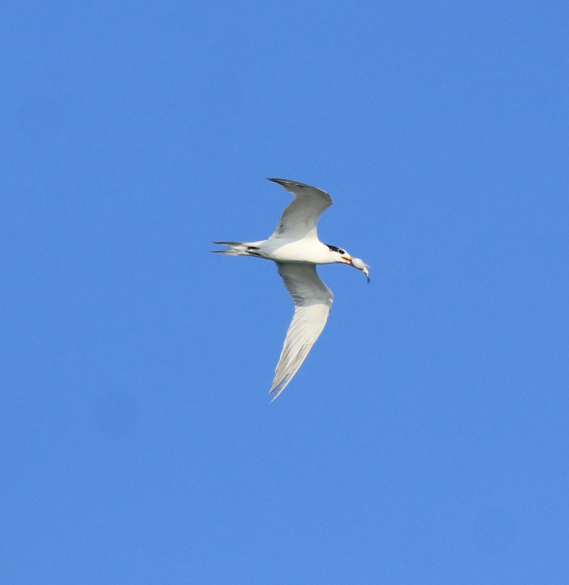 Lesser Crested Tern - ML618705925