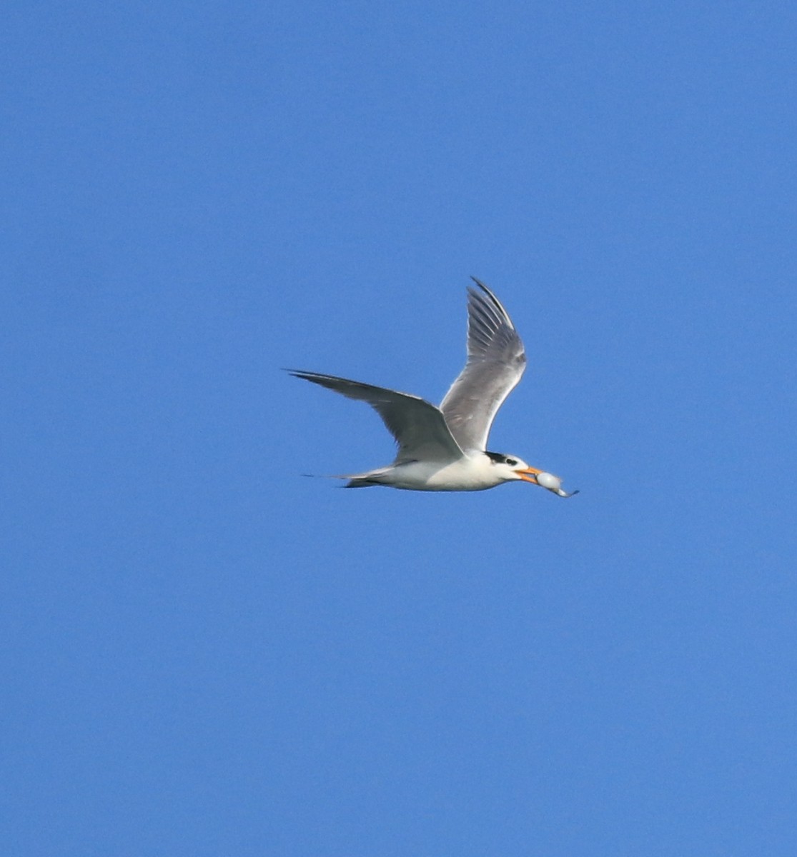 Lesser Crested Tern - ML618705926