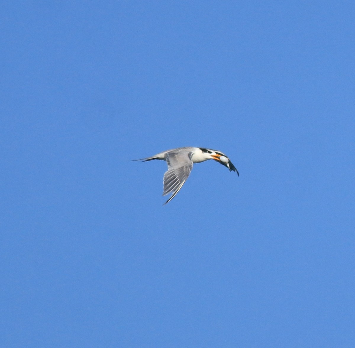 Lesser Crested Tern - ML618705927