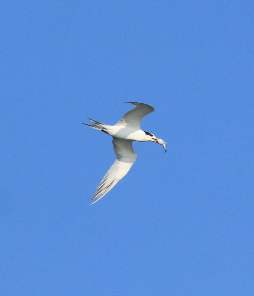 Lesser Crested Tern - ML618705928