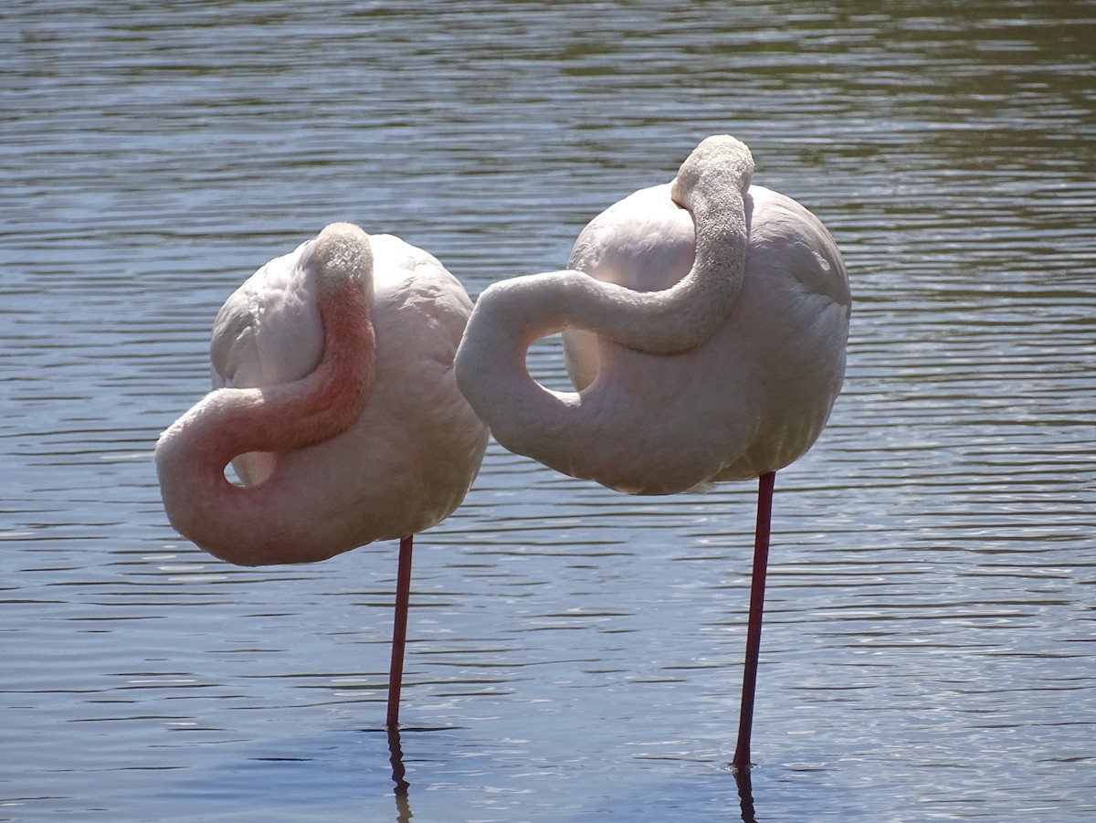 Greater Flamingo - ML618705974