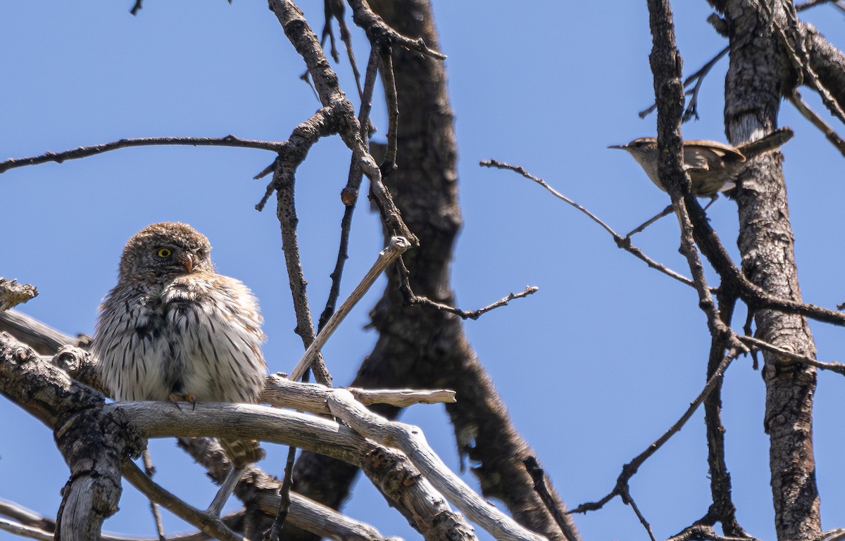 Northern Pygmy-Owl - ML618705991