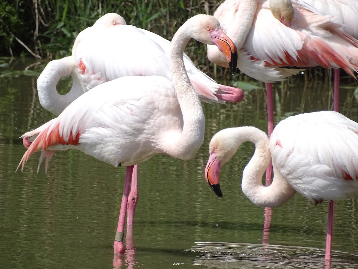 Greater Flamingo - ML618705992