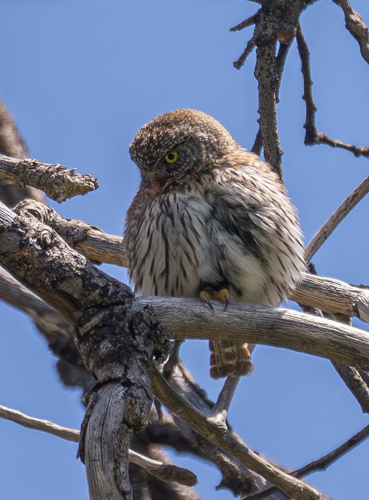 Northern Pygmy-Owl - ML618705993