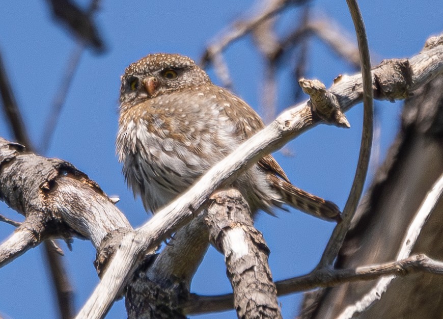 Northern Pygmy-Owl - Elizabeth Crouthamel
