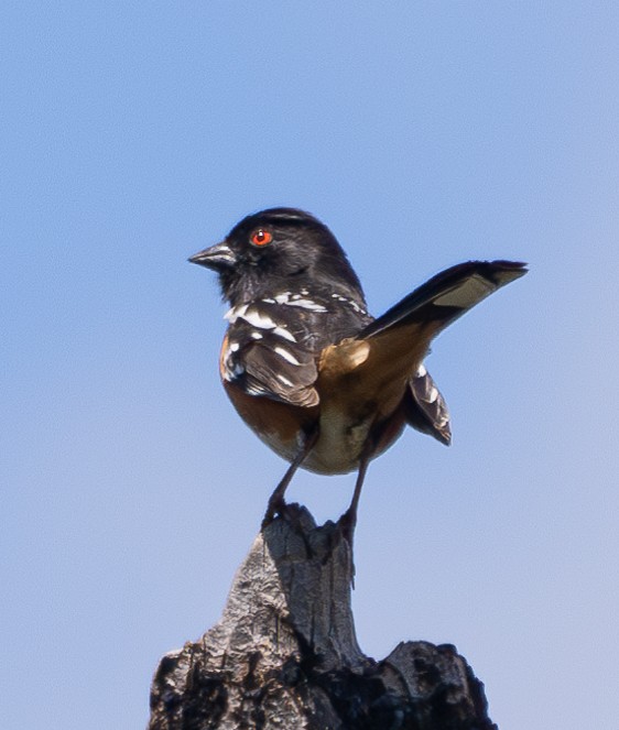 Spotted Towhee - ML618705998