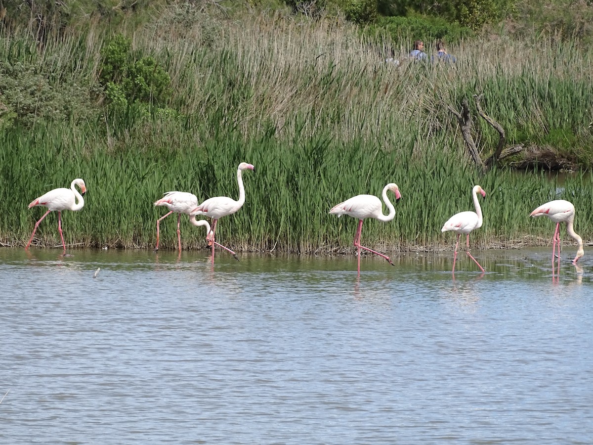 Greater Flamingo - ML618705999