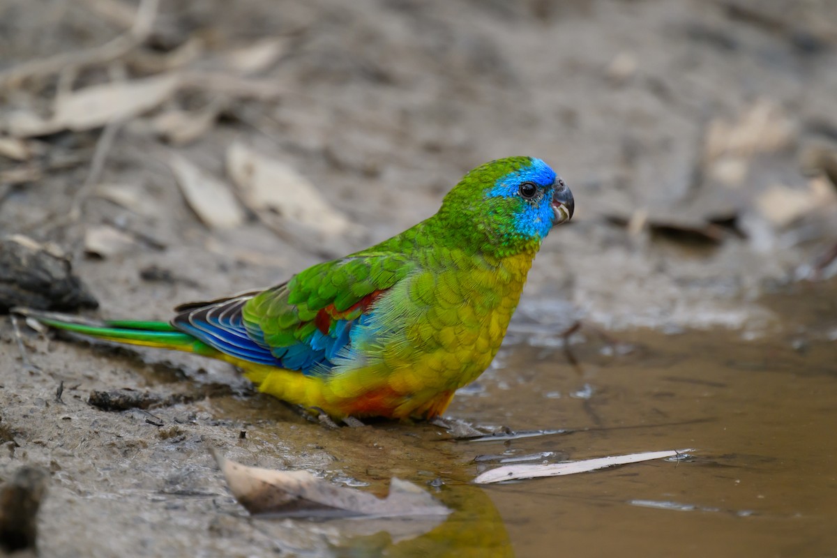 Turquoise Parrot - ML618706017