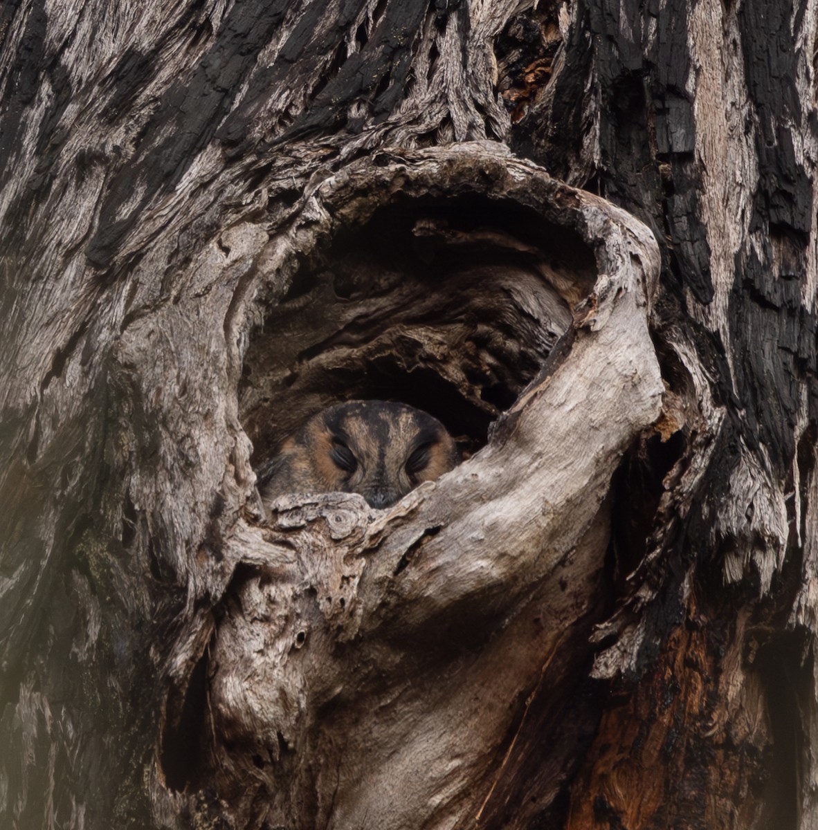 Australian Owlet-nightjar - ML618706067