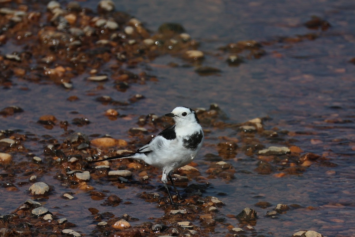 White Wagtail - Andrew William