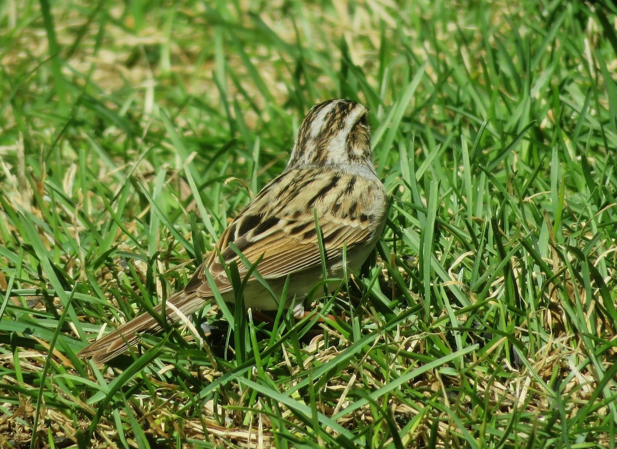 Clay-colored Sparrow - ML618706089