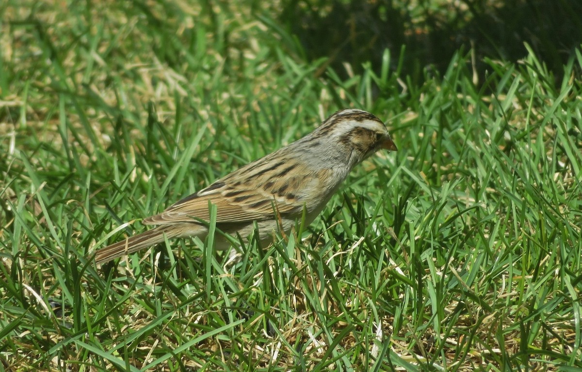 Clay-colored Sparrow - ML618706093