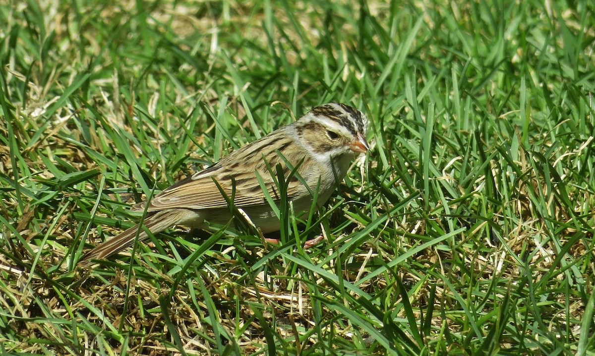 Clay-colored Sparrow - ML618706098