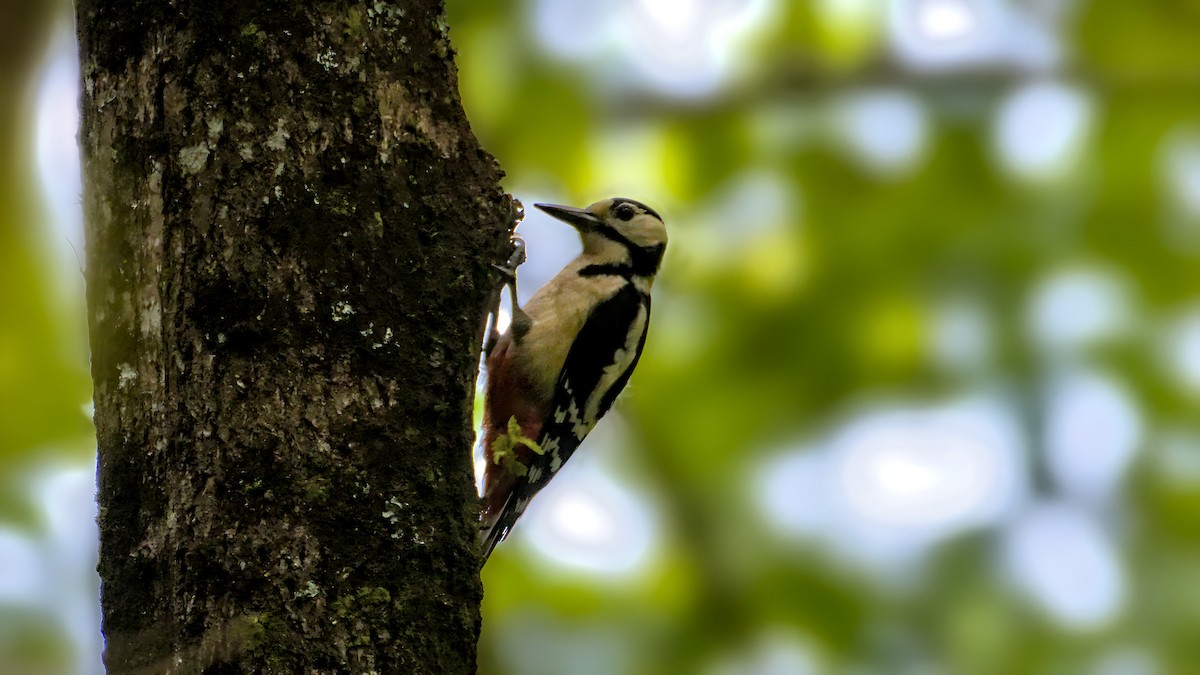 Great Spotted Woodpecker - ML618706107